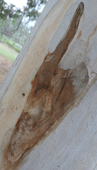 Eucalyptus dalrympleana