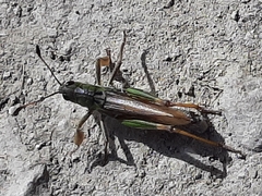 Gomphocerus sibiricus