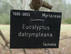 Eucalyptus dalrympleana