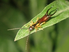 Doru aculeatum