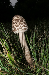 Macrolepiota