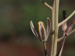Albuca setosa