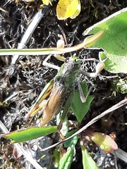 Gomphocerus sibiricus