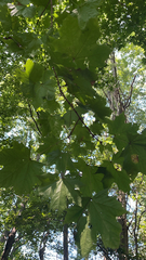 Acer platanoides