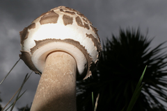 Macrolepiota