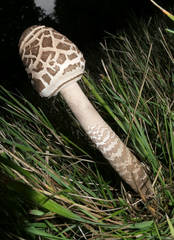 Macrolepiota