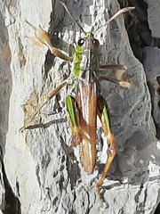 Gomphocerus sibiricus