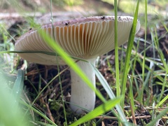 Russula decolorans