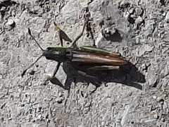 Gomphocerus sibiricus