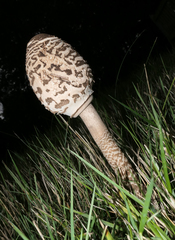 Macrolepiota