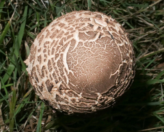 Macrolepiota