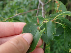 Eriophyes cerasicrumena