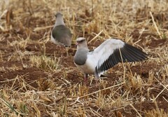 Vanellus resplendens