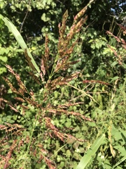 Sorghum