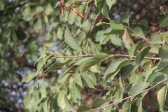 Prunus cerasus