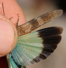 Oedipoda fuscocincta morini