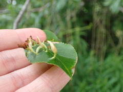 Eriophyes cerasicrumena