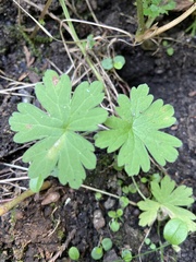 Geranium sibiricum