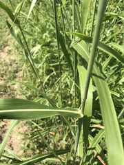 Sorghum