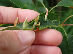 Eriophyes cerasicrumena