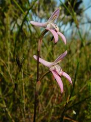 Disa bifida