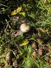 Basidiomycota