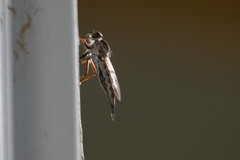 Neomochtherus willistoni