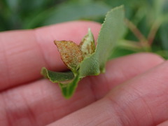 Eriophyes cerasicrumena