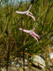 Disa bifida