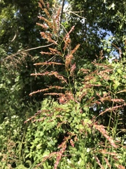 Sorghum