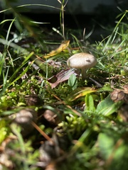 Basidiomycota