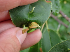 Eriophyes cerasicrumena
