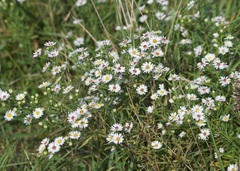 Symphyotrichum pilosum