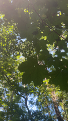 Acer platanoides