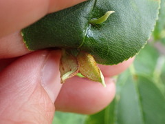 Eriophyes cerasicrumena
