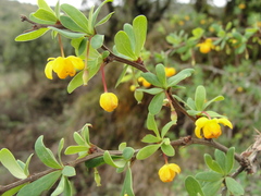 Berberis microphylla