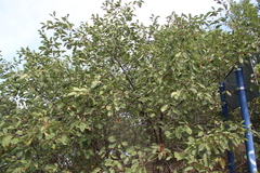 Prunus cerasus