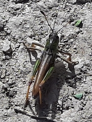 Gomphocerus sibiricus