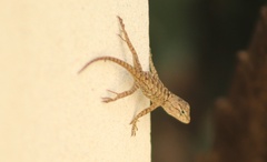 Sceloporus clarkii