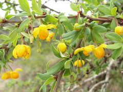 Berberis microphylla