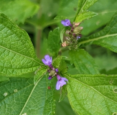 Verbena hastata
