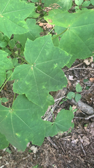 Kalopanax septemlobus