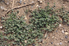Polygonum arenastrum