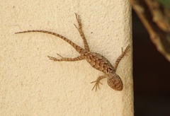 Sceloporus clarkii