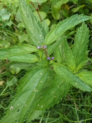 Verbena hastata