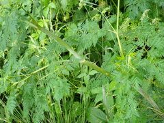 Conium maculatum