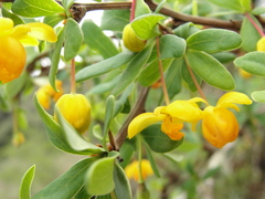 Berberis microphylla