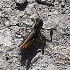 Gomphocerus sibiricus