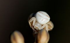 Thomisus citrinellus