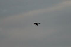 Nannopterum brasilianum